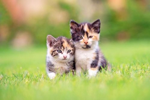 小猫猫耳朵怎么清理