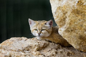 猫咪不爱吃东西怎么办?