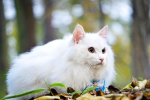 猫咪牙齿掉了怎么办