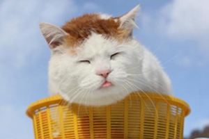 小猫身上臭怎么办