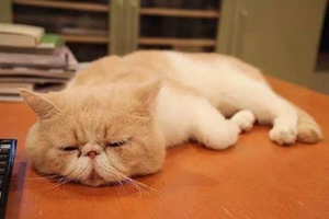 小猫怎么教上厕所