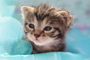 小猫怎么教它猫砂拉屎