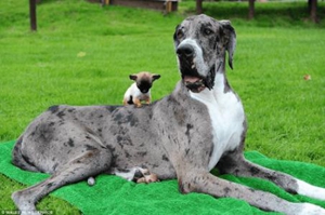 小狗怎么教它上厕所