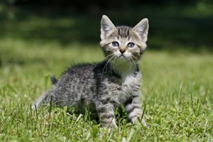 猫咪为什么喜欢和人睡