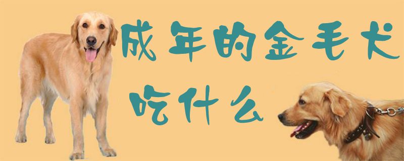 成年的金毛犬吃什么1