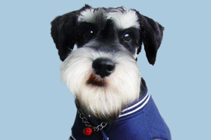 雪纳瑞有什么特点