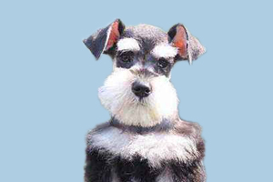 雪纳瑞不吃东西怎么办