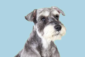 雪纳瑞为什么那么臭