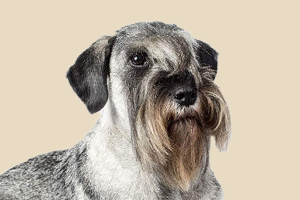 雪纳瑞不吃不喝怎么办