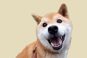 柴犬适合家庭养吗