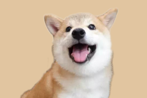 柴犬换毛怎么办