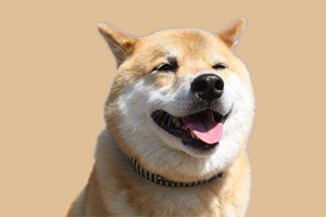 柴犬耳朵立不起来怎么办