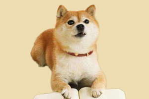 柴犬眼屎多怎么办