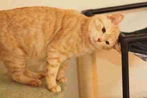 橘猫不吃东西怎么办