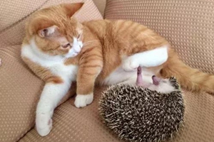 橘猫不吃猫粮怎么办