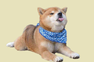 柴犬口臭怎么办