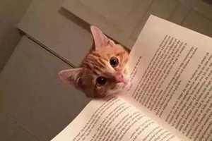 橘猫不能吃什么