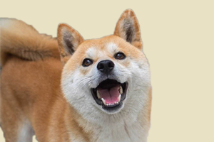 柴犬换毛期怎么处理