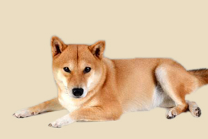 柴犬体味变大怎么办