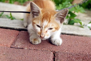 给猫咪剪指甲注意事项