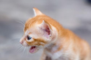 如何给小猫洗耳朵