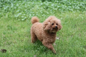 小狗耳朵怎么清洁