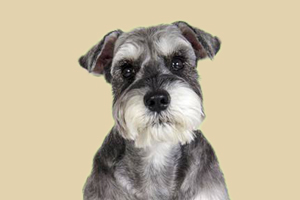 雪纳瑞口臭怎么回事