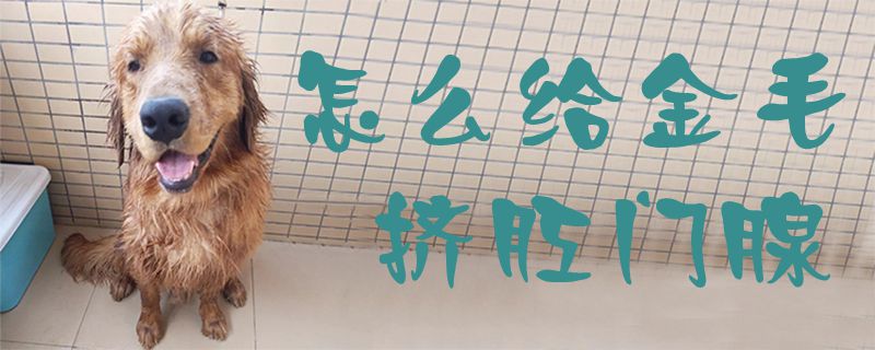 怎么给金毛挤肛门腺1