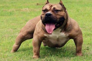 怎么确定狗狗生完了