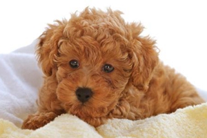 给狗狗洗耳朵怎么洗