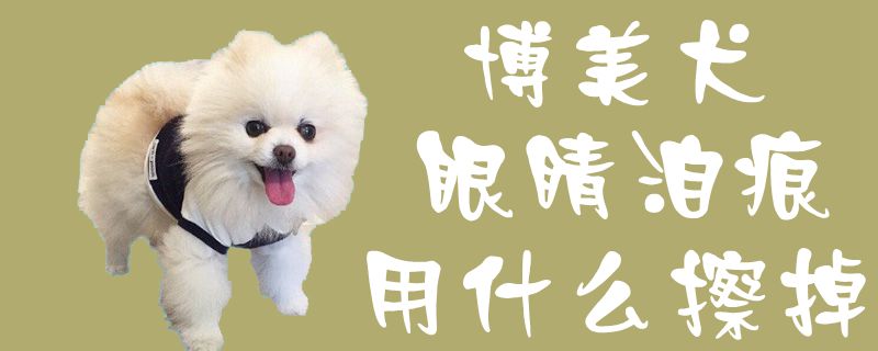 博美犬眼睛泪痕用什么擦掉1