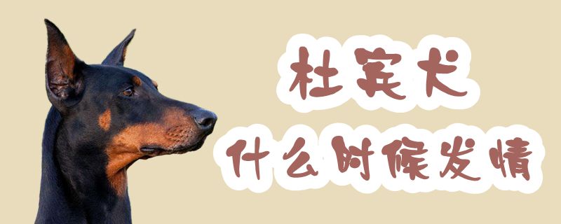 杜賓犬什麼時候發情