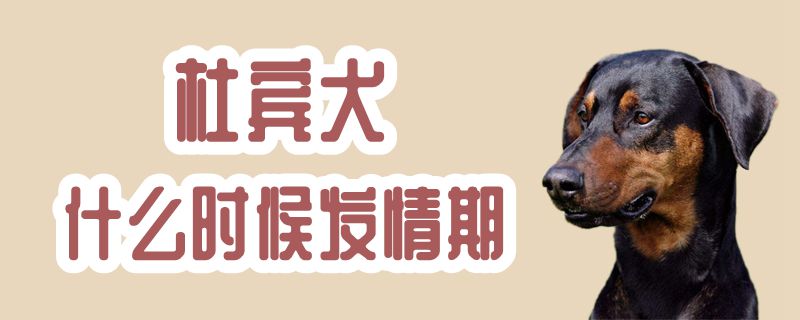 杜賓犬什麼時候發情期