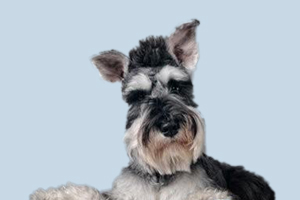 雪纳瑞有什么缺点