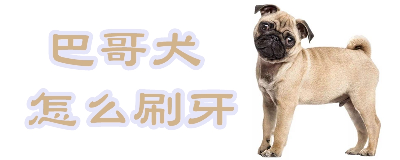 巴哥犬怎么刷牙