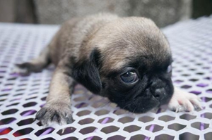 巴哥犬怎么刷牙