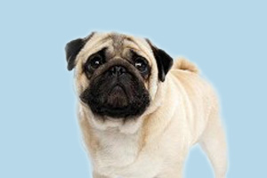 八哥犬掉毛怎么回事