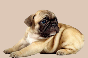 巴哥体臭怎么办