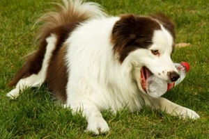 如何给狗狗洗耳朵