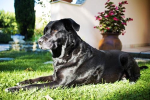 拉布拉多幼崽怎么喂养