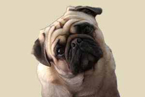 巴哥有眼屎是什么原因