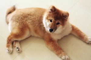 狗狗幼犬不吃饭怎么办