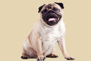 巴哥为什么这么臭