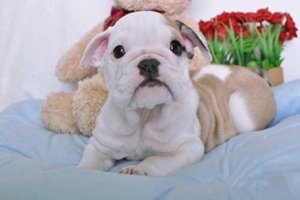 天气冷狗狗应该怎样