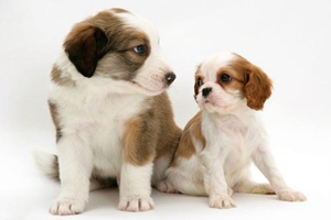 怎样判断狗狗冷不冷