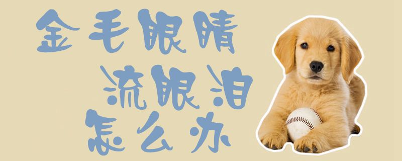 金毛眼睛流眼泪怎么办1