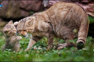 怎样把猫咪养肥