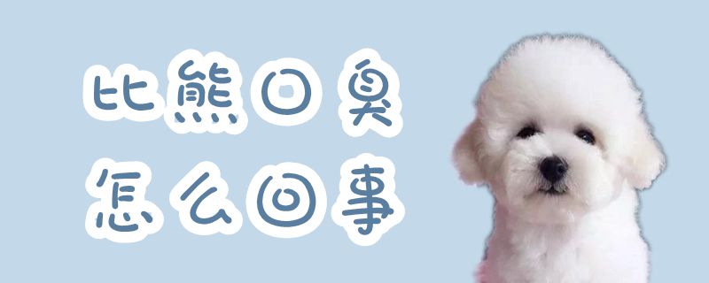 比熊口臭怎么回事