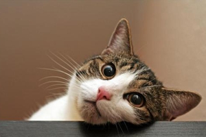 给小猫剪指甲注意事项