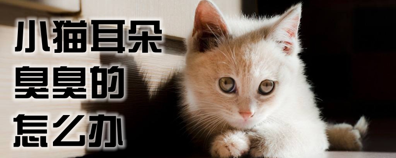 小猫耳朵臭臭的怎么办